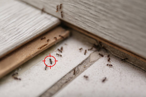 Best Mosquito Control Services  in Hillcrest, CA
