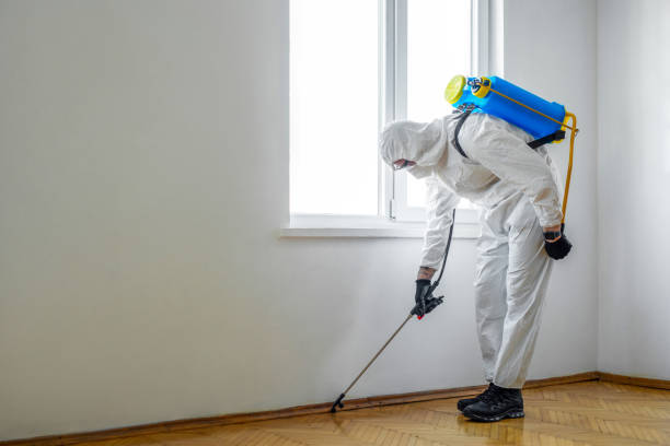 Best Flea Control Services  in Hillcrest, CA
