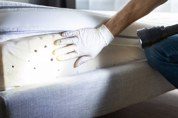 Best Best Pest Control Companies  in Hillcrest, CA