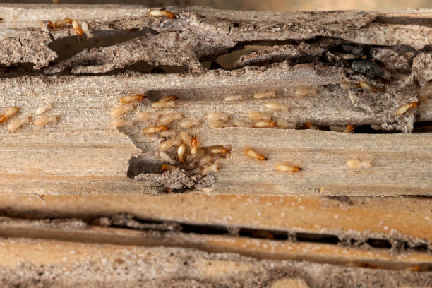 Best Affordable Pest Control Services  in Hillcrest, CA