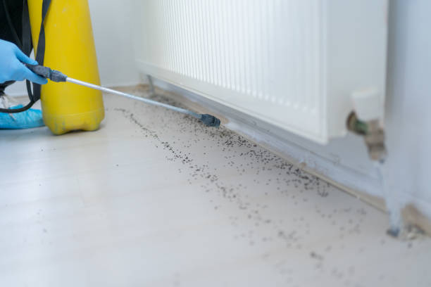 Reliable Hillcrest, CA Pest Control Solutions